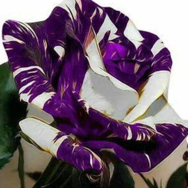 Purple white rose flower seeds