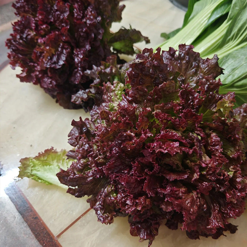 Antioxidant Ruby Leaf Lettuce Seeds