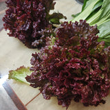 Antioxidant Ruby Leaf Lettuce Seeds