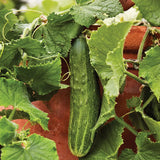 Cucumber, Bush Champion