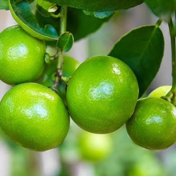 Lime Tree Seeds - Fast Growing Key Lime Tree Seeds