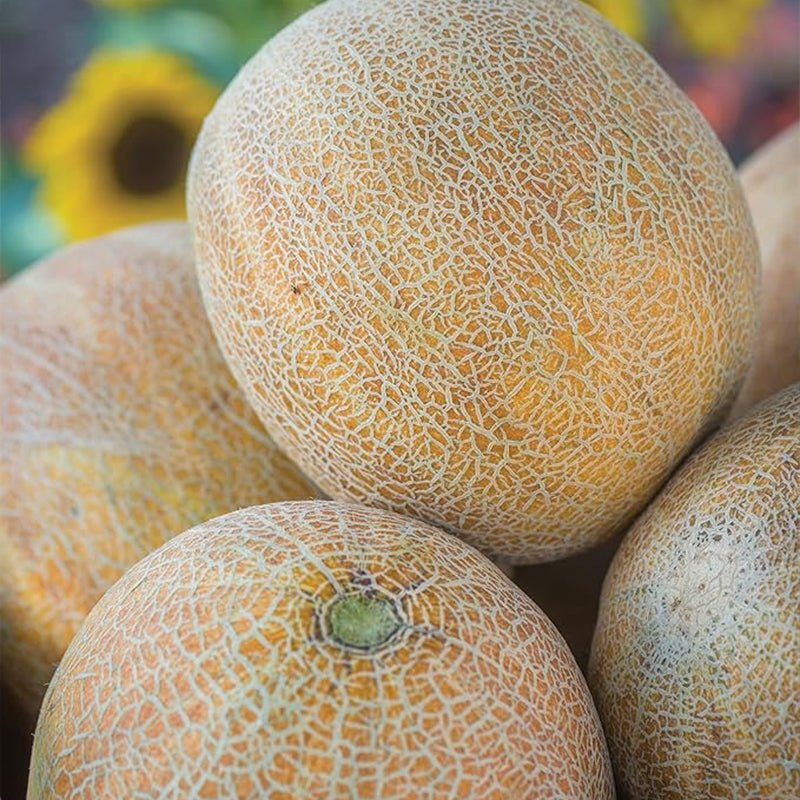 Ambrosia Cantaloupe Melon Seeds