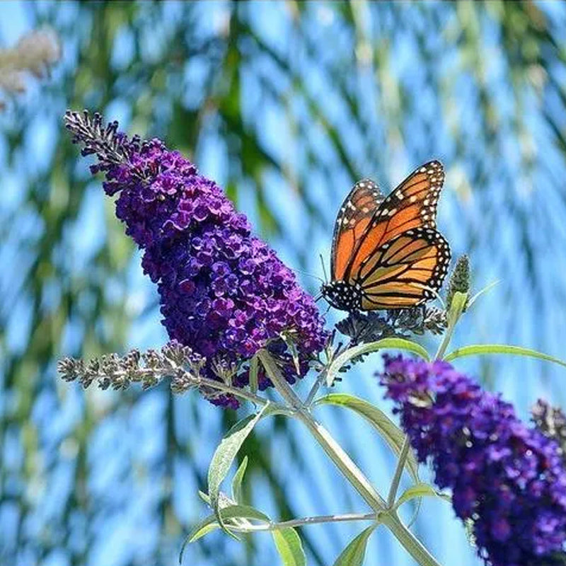 Semillas de arbustos de flores de Buddleia Davidii, arbusto de mariposas de colores variados