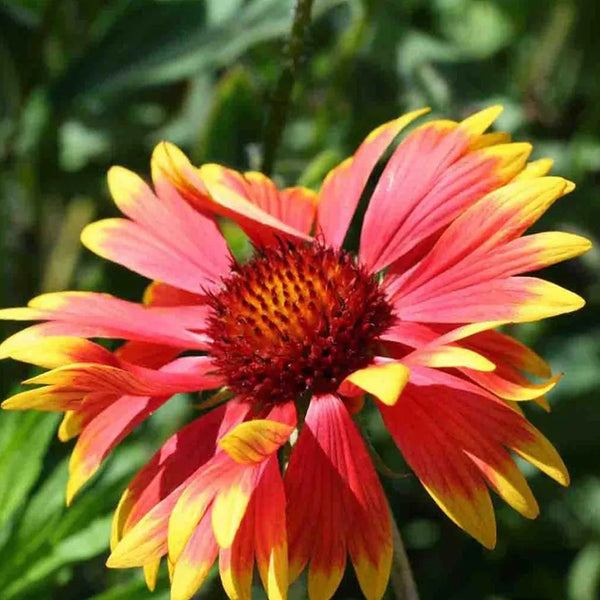 Blanket Flower Seeds, Gaillardia Aristata