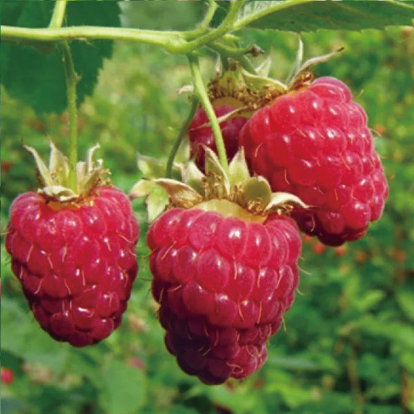 Everbearing Raspberry Organic Natural Seeds