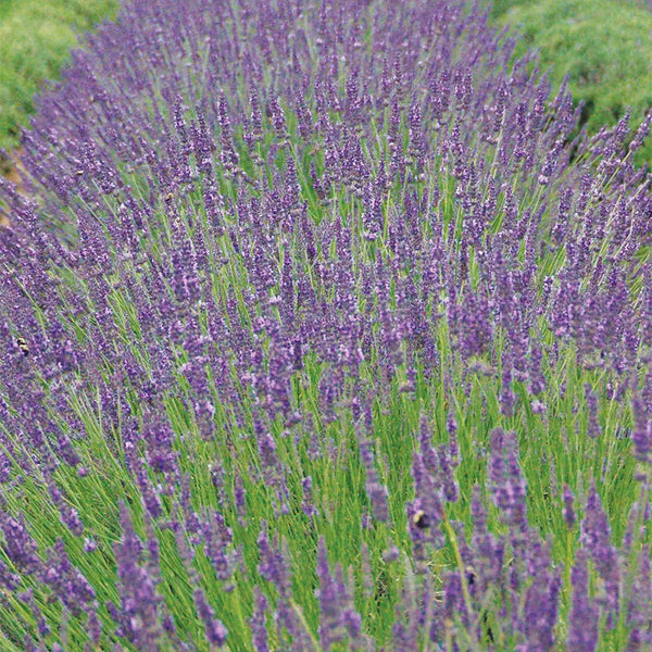 Lavanda, fenomenal