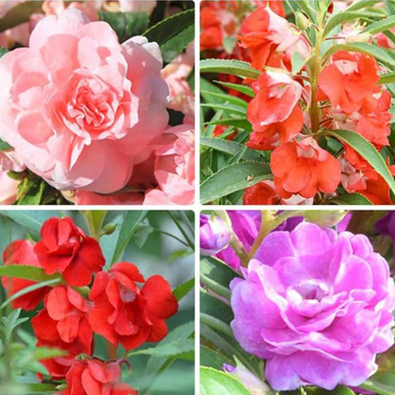 Impatiens mixtas Balsamina Balsam Camelia Impatiens Semillas Flor doble No me toques