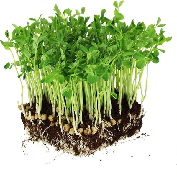 Dun Pea Seeds: Peas Sprouting Seeds for Vegetable Gardening, Cover Crop, Microgreen Pea Shoots