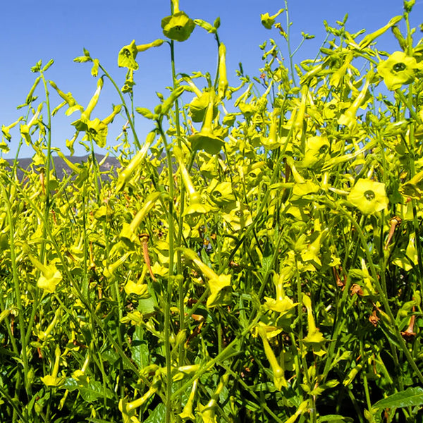 Huichol / Langsdorff's Tobacco Seed