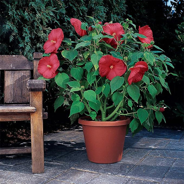 Semillas de flores perennes de hibisco luna rojo para plantar