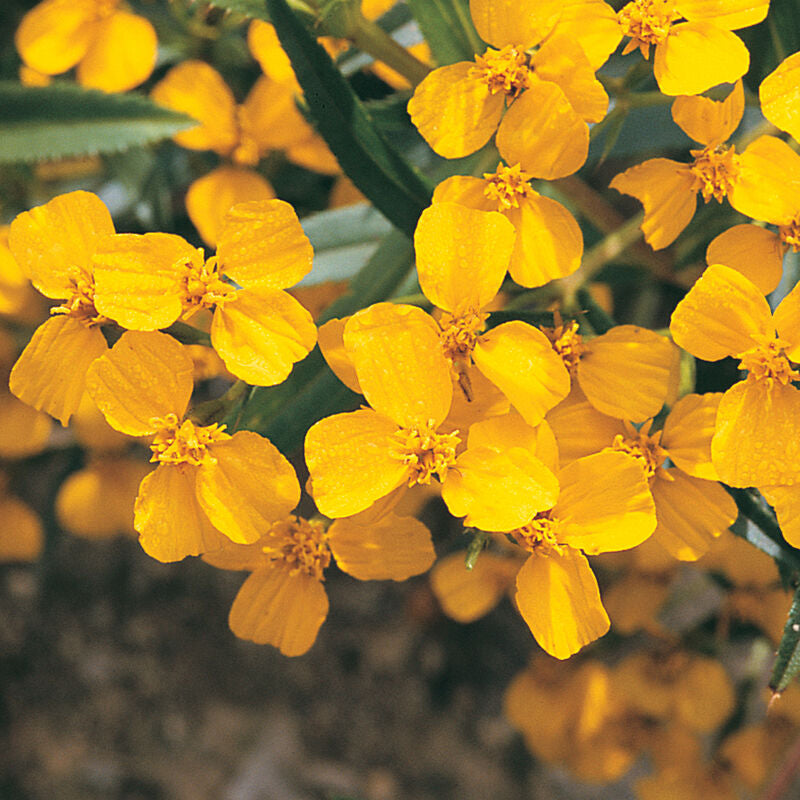 Mexican Mint Marigold Herb Seeds