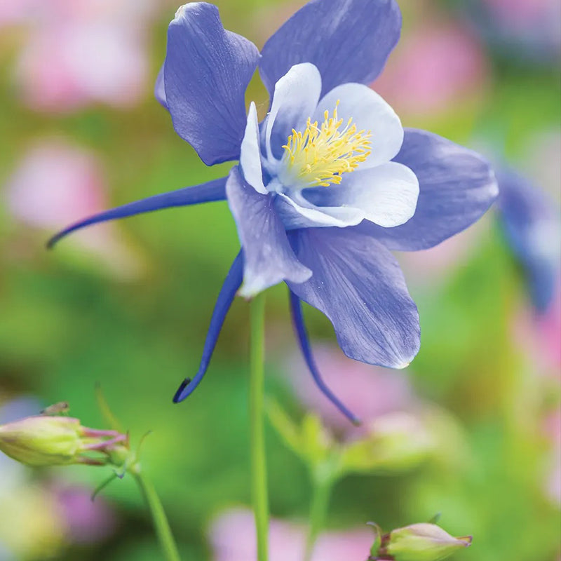 Columbine, Early Bird Blue & White