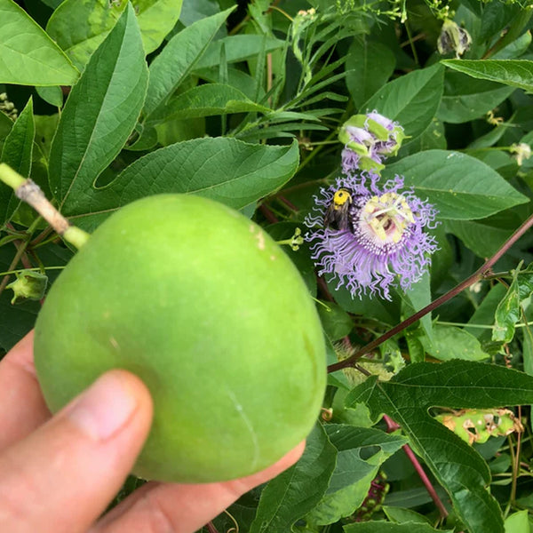 Purple Passionflower / Maypop