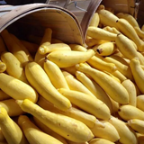 Early Prolific Straightneck Squash Yellow Summer Bush Heirloom Seeds