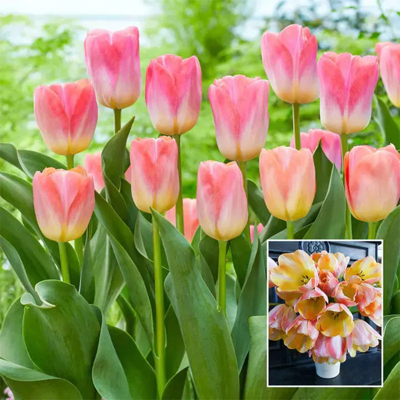 Semillas de tulipán de color raro para bonsái n.° 16