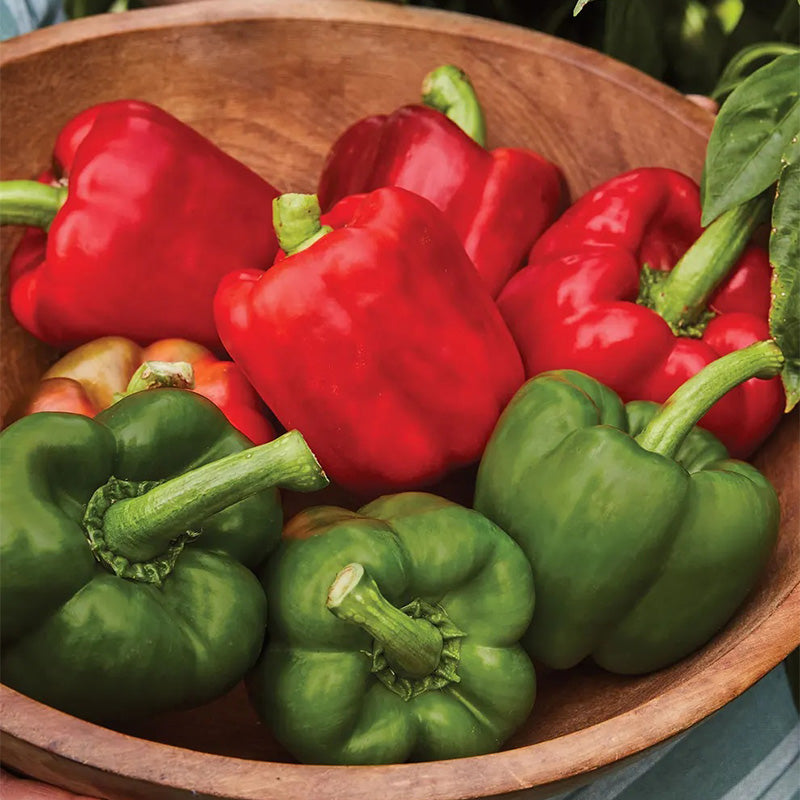 Pepper, Sweet, California Wonder