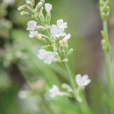 Lavender, Lacy Frills