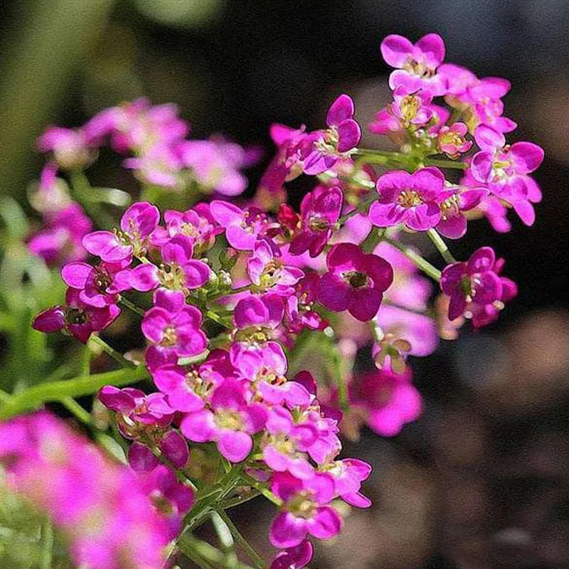 Alyssum Rosie Day - Flower Seeds