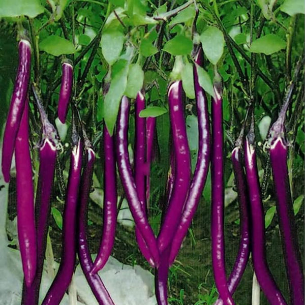 Long Purple Eggplants Aubergine Seeds Chinese Eggplants Vegetable