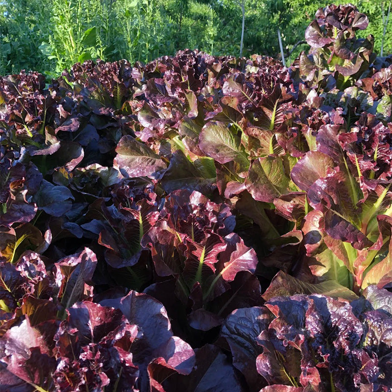 Caesar’s Choice Red Romaine Seeds