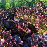 Caesar’s Choice Red Romaine Seeds