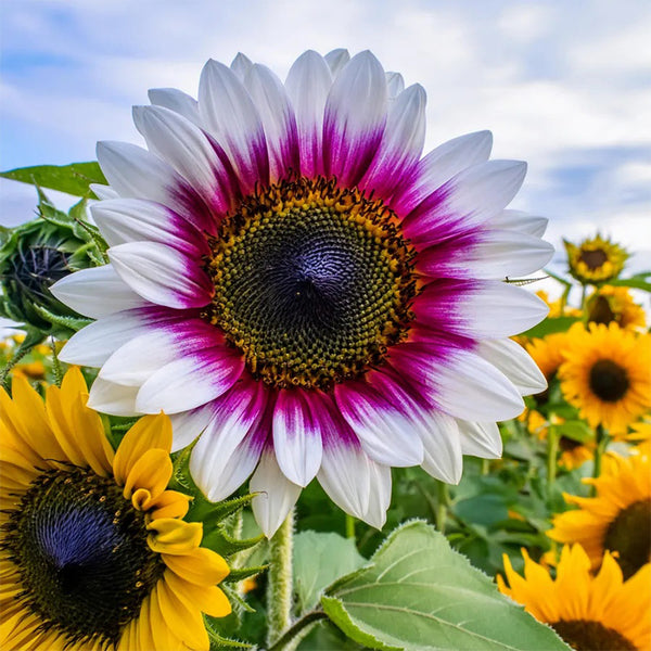 Rare two-color purple sunflower seeds