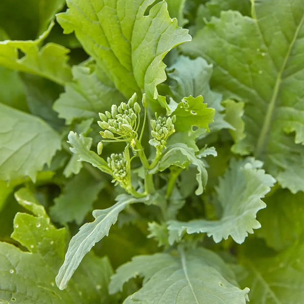 Broccoli Raab, Rapini Organic