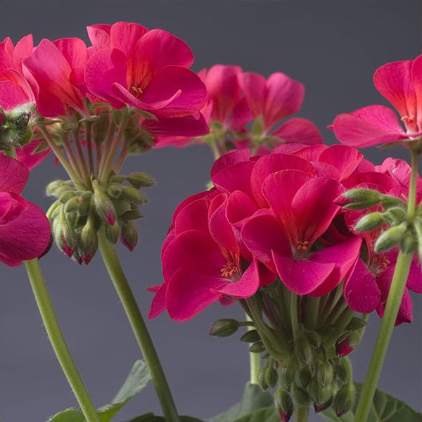 Semillas de flores anuales de geranio violeta para plantar