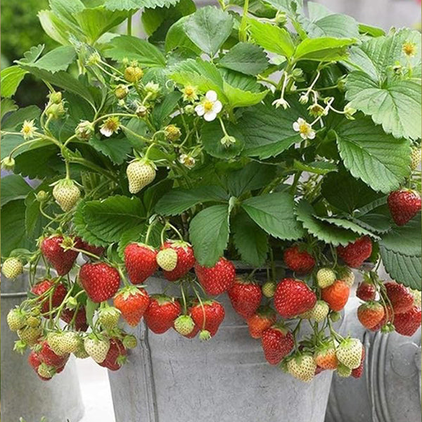 Semillas de fresas silvestres Fragaria vesca Fruta comestible de jardín