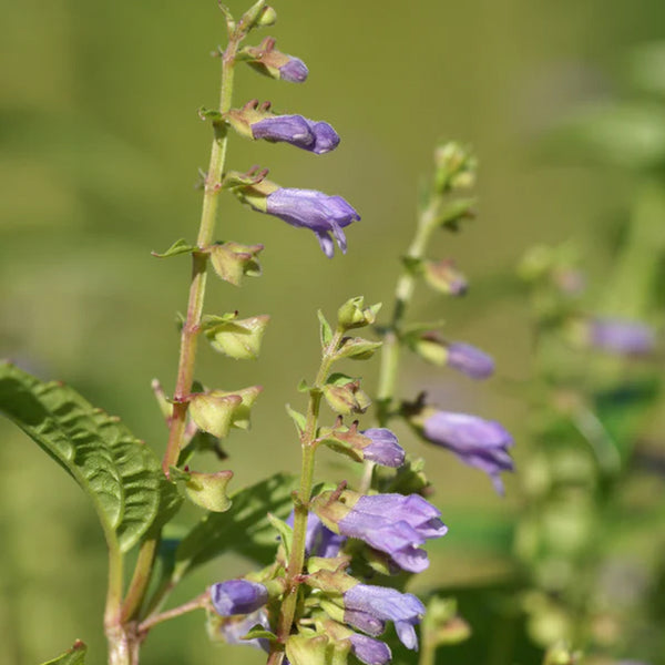 Blue Skullcap