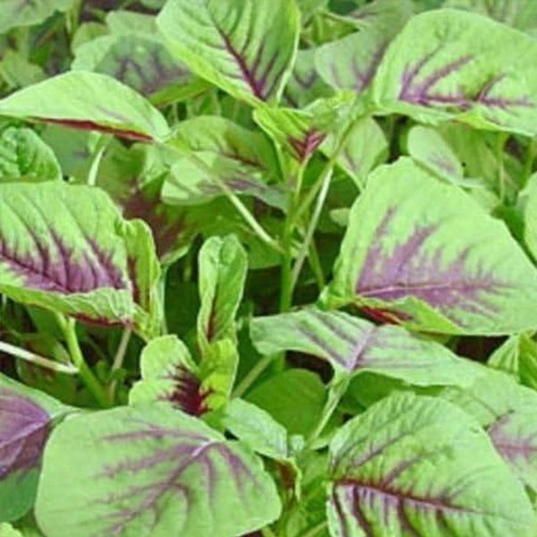 Red Amaranth Seeds, Chinese Spinach Seeds Amaranth, Yin Cho or Callaloo