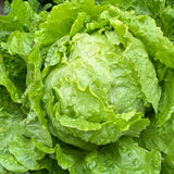 Butter-Ball Crisphead Lettuce Seeds