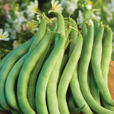 Frijol, arbusto, vaina verde sin hilos