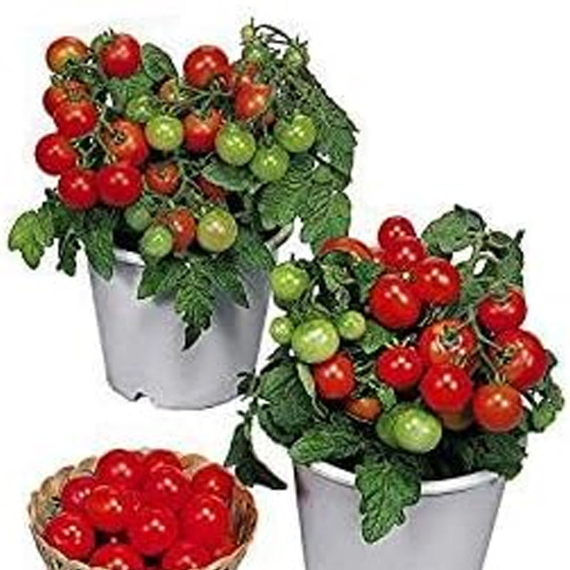 Semillas de tomate enano Red Robin, dulces, poco ácidas, determinadas, de polinización abierta, deliciosas