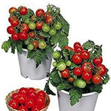 Semillas de tomate enano Red Robin, dulces, poco ácidas, determinadas, de polinización abierta, deliciosas