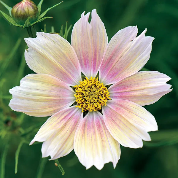 Apricot Lemonade' Cosmos Seeds
