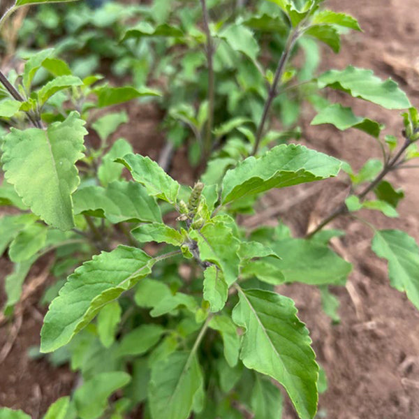 Tulsi / Holy Basil: Rama