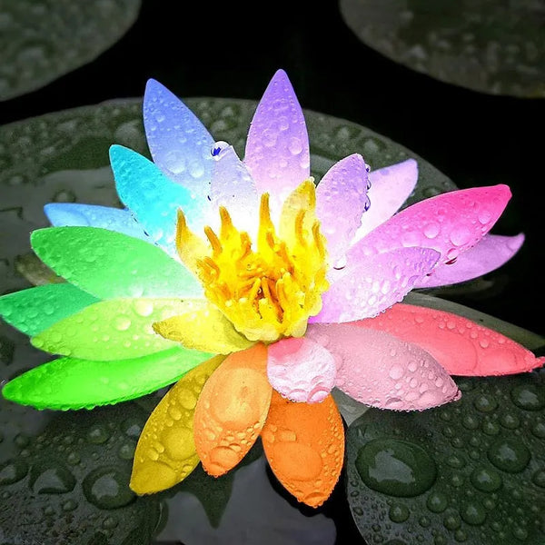 Rare Rainbow Lotus Seeds - Bowl Water Lily Hydroponic Plants - Fast Growing