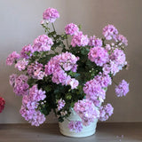 Purple Blossom Geranium Seeds