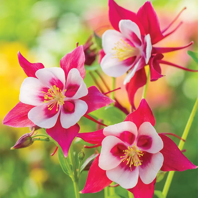 Columbine, Early Bird Red & White