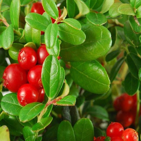 Vaccinium Macrocarpon Cranberry  Garden Fruit Plants