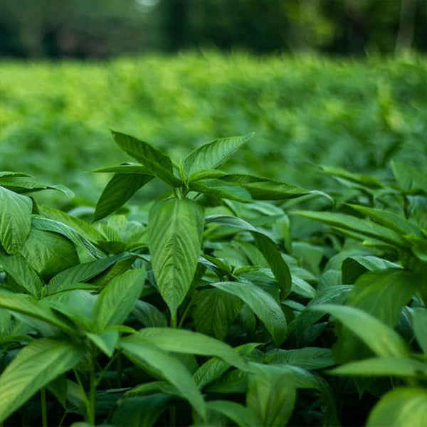 Egyptian Spinach Seeds