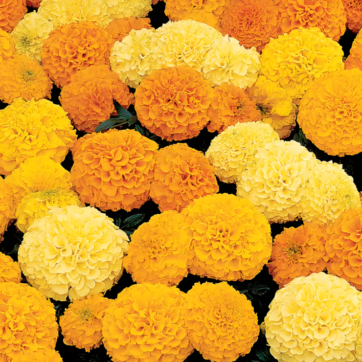 Inca II Mix Hybrid Marigold Seeds