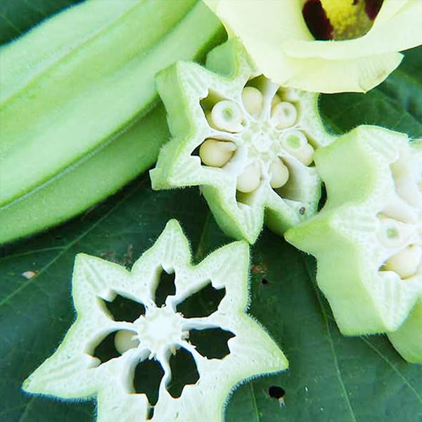 Star of David Okra Seeds Vegetable Gardening Seeds