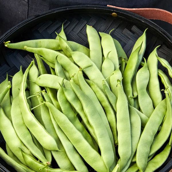 Frijol, arbusto temprano italiano