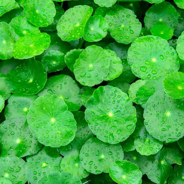 Semillas de Gotu Kola Verde - Hat Rau Ma - Semilla de Hoja Grande Centella Asiática Vegetal