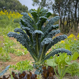 Black Tuscan Kale Seeds