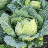 Early Wonder Green Cabbage Seeds