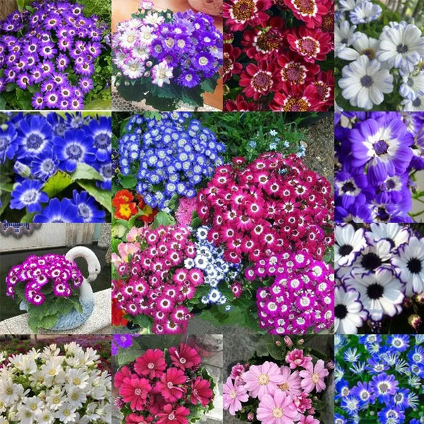 Cineraria Mix Flower Seeds-Over 10 Colors