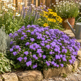 Vibrant Purple Floss Flower (Ageratum) Seeds